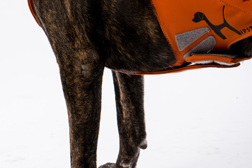 galia-weiss-hipster-dog-harness-hip-dysplasia-designboom-05